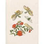 Artery8 Merian Metamorphosis Insects Flower Plant Painting Art Print Canvas Premium Wall Decor Poster Mural