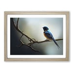 The Riveting Swallow Bird H1022 Framed Print for Living Room Bedroom Home Office Décor, Wall Art Picture Ready to Hang, Oak A4 Frame (34 x 25 cm)