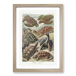 Big Box Art Turtles by Ernst Haeckel Framed Wall Art Picture Print Ready to Hang, Oak A2 (62 x 45 cm)