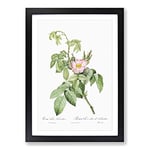 Big Box Art Apple Rose in Pink by Pierre-Joseph Redoute Framed Wall Art Picture Print Ready to Hang, Black A2 (62 x 45 cm)