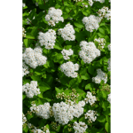 Häck/Marktäckare Björkspirea Tor E 10-15 cm (C) Omnia Garden