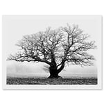 Artery8 Old Oak Tree Black White In Mist Fog Photo A4 Artwork Framed Wall Art Print