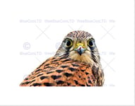 Wee Blue Coo Kestrel Bird Prey Raptor Close Up Art Picture Wall Art Print