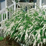 Omnia Garden Buske Norsk Brudspirea Grefsheim 80-100 cm Spirea 101014-50