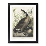 Canada Goose By John James Audubon Vintage Framed Wall Art Print, Ready to Hang Picture for Living Room Bedroom Home Office Décor, Black A4 (34 x 25 cm)