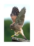 Wee Blue Coo Photo Kestrel Bird Prey Raptor Action Wall Art Print