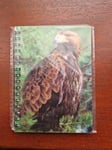 Golden Eagle notebook Golden Eagles Notebooks A6 lined Notepad Bird Of Prey Bird