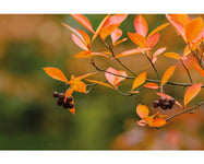 Slånaronia OMNIA GARDEN Aronia x prunifolia Viking