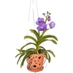 Plant In A Box - Vanda 'Botanica' en pot suspendu - Orchidée - Bleu - ⌀12cm - Hauteur 50cm