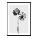 Poster Gallerix Daisies Intertwined