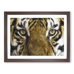 Eye Of The Tiger Painting Modern Art Framed Wall Art Print, Ready to Hang Picture for Living Room Bedroom Home Office Décor, Walnut A4 (34 x 25 cm)