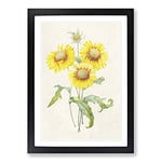 Big Box Art Yellow Blanket Flowers by Pierre-Joseph Redoute Framed Wall Art Picture Print Ready to Hang, Black A2 (62 x 45 cm)