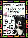 SHAWPRINT Border Collie Dog Fridge Magnet 100mm x 75mm HOME IS WHERE THE DOG HAIR STICKS TO EVERYTHING BUT THE DOG Novelty Gift