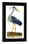 'Image encadrée de Peter après Pail Lou "The Heron Plate From' The British Zoology, classe II : Birds ', engraved by Peter mazell (FL. 1761–97) 1766, d'art dans le cadre de photos, 30 x 40 cm fait main de qualité, Noir Mat