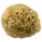 Hydrea London Honeycomb Sea Sponge