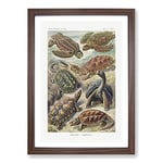 Big Box Art Turtles by Ernst Haeckel Framed Wall Art Picture Print Ready to Hang, Walnut A2 (62 x 45 cm)