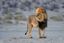 Big male African lion Panthera leo Kalahari South Africa