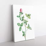 Big Box Art Clover Flower in Pink by Pierre-Joseph Redoute Canvas Wall Art Print Ready to Hang Picture, 76 x 50 cm (30 x 20 Inch), White, Green, Beige, Green