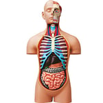 EXPLORA - Torse - Anatomie du Corps Humain - 546080 - Modèle Réaliste de 54 Pièces - Notice d'Assemblage et Quiz Éducatif - Kit de Découverte - Jeu pour Enfant - Scientifique - À Partir de 8 Ans