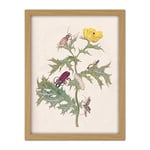 Artery8 Merian Metamorphosis Beetle Insect Plant Flower Artwork Framed Wall Art Print 18X24 Inch