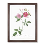 The Hudson Roses In Pink By Pierre Joseph Redoute Vintage Framed Wall Art Print, Ready to Hang Picture for Living Room Bedroom Home Office Décor, Walnut A2 (64 x 46 cm)