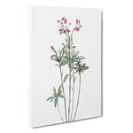 Big Box Art Lily of The Incas by Pierre-Joseph Redoute Canvas Wall Art Framed Picture Print, 30 x 20 Inch (76 x 50 cm), White, Beige, Green