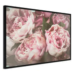 Plakat - Pink Peonies - 90 x 60 cm - Sort ramme