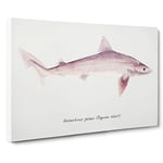 Big Box Art Illustration of a Requiem Shark by F.E. Clarke Canvas Wall Art Framed Picture Print, 30 x 20 Inch (76 x 50 cm), White, Grey, Purple, Grey