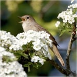 RSPB Greeting Sound Card By Really Wild Cards - Nightingale