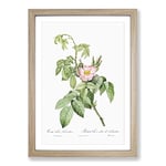 Big Box Art Apple Rose in Pink by Pierre-Joseph Redoute Framed Wall Art Picture Print Ready to Hang, Oak A2 (62 x 45 cm)