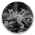 2 x Vinyl Stickers 20cm (bw) - Cool Tailed Lemur Madagascar  #35424