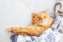 Cute ginger cat lying in bed under a blanket Fluffy pet comfortably settled to sleep Cozy home background with funny pet Flat lay Top view place for text