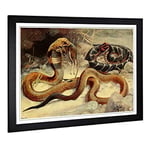 Big Box Art Framed Print of Vintage W Kuhnert Cobra & Puff Adder Design | Wall Art Picture | Home Decor for Kitchen, Living Room, Bedroom, Hallway, Black, A2 / 24.5x18 Inch / 62x45cm