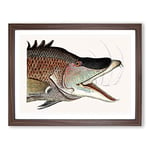 Great Hog Fish By Mark Catesby Vintage Framed Wall Art Print, Ready to Hang Picture for Living Room Bedroom Home Office Décor, Walnut A4 (34 x 25 cm)