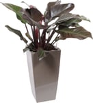 Philodendron Imperial Red, inkl. potte, 1 stk