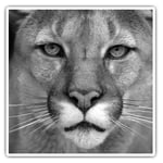 2 x Square Stickers 10 cm - Stunning Puma Wild Animals  #39383