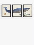 EAST END PRINTS Natural History Museum 'Whale' Framed Print, Set of 3