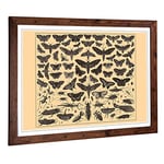 Big Box Art Framed Print of Encyclopedia Vintage Butterflies & Insects (1) Design | Wall Art Picture| Home Decor for Kitchen, Living Room, Bedroom, Hallway, Walnut, A2 / 24.5x18 Inch / 62x45cm