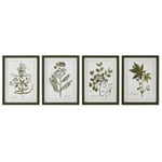 Home ESPRIT Tableau vert beige shabby chic plantes botaniques 30 x 2,5 x 40 cm (4 unités)