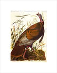 Wee Blue Coo Paintings Drawing Animal Bird Wild Turkey Cool Black Framed Art Print B12X9770