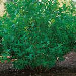 Omnia Garden Buske Slånaronia Elata 30-50 cm Aronia Prunifolia cm, 100 st 101024-100