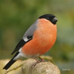 Bullfinch Garden Bird Greeting Sound Card By Really Wild Cards