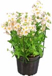 Nemesia lat. Nemesia strumosa Angelart Serien