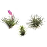 Tillandsia mix - lot de 3