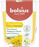 Bolsius True Scents - Mimosa - Jaune - Lot de 6 Bougies Parfumées - 8 x 7 cm - Durée de combustion: 25 heures - Avec extraits naturels - Cire végétale naturelle - Sans huile de palme