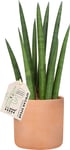 Sansevieria Rocket, inkl. terracotta potte, 6 stk