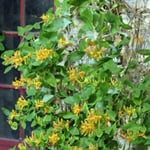 Kaprifol lat. Lonicera caprifolium Gul Doftande