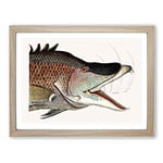 Great Hog Fish By Mark Catesby Vintage Framed Wall Art Print, Ready to Hang Picture for Living Room Bedroom Home Office Décor, Oak A2 (64 x 46 cm)