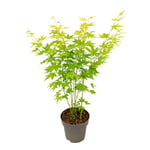 Japansk lönn - Acer palmatum 'Going Green' - Höjd 35-55cm - ⌀15cm