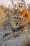 Big male African lion Panthera leo in early morning light Kalahari desert South Africa